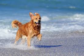  Pet-Friendly vacation rentals in Ocean City NJ